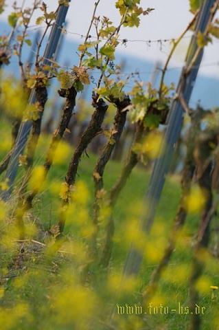 natur_008.jpg